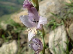 Gladiolus woodii of another colour